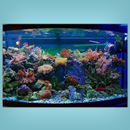 Design Aquascape Ideas APK