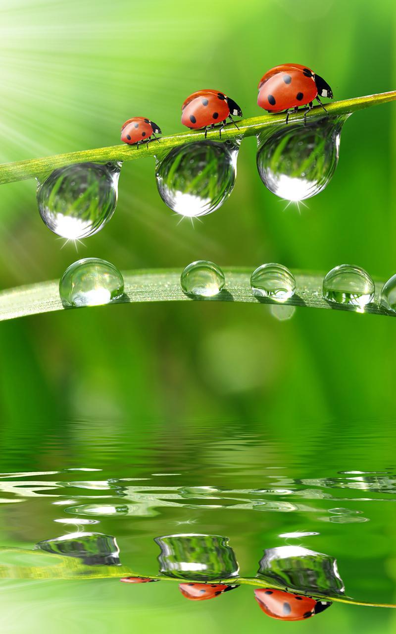 Dew Drops Live Wallpaper APK voor Android Download Dew Drops Live Wallpaper APK voor Android Download