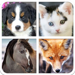 Animal Sound For Kids & Guess