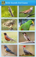 Birds Sounds & Guess The Bird-poster