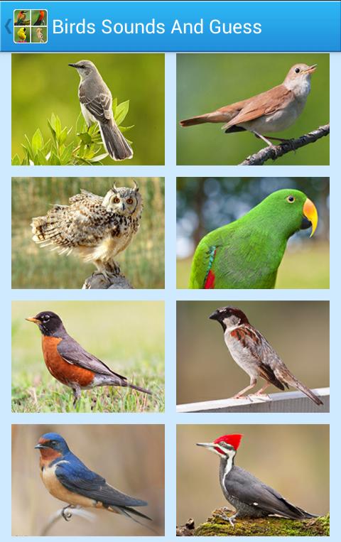 belønning Skrive ud Præferencebehandling Birds Sounds & Guess The Bird for Android - APK Download