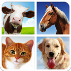 Domestic Animal Sounds & Guess icon