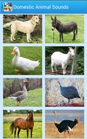 Domestic Animal Sounds & Guess poster