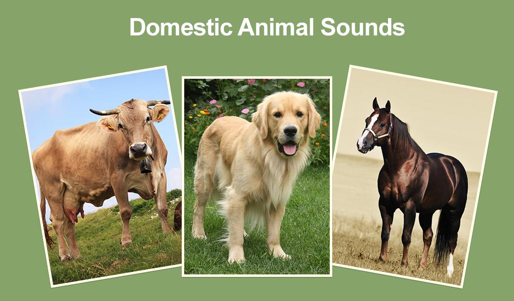 Domestic Animal Sounds & Guess APK for Android Download