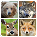 Forest Animal Sounds And Guess APK