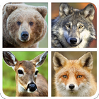 Forest Animal Sounds And Guess icono