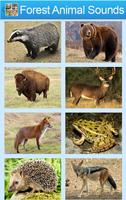 Poster Forest Animal Sounds And Guess