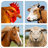 Farm Animal Sounds And Guess ikon