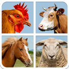 Farm Animal Sounds And Guess আইকন