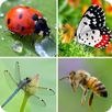 Insects Sounds And Guess APK