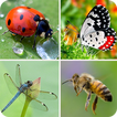 Insects Sounds And Guess