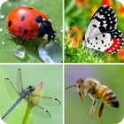 Insects Sounds And Guess icono