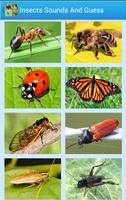 Insects Sounds And Guess Poster