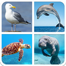 Marine Animal Sounds And Guess APK