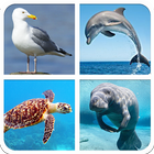 Marine Animal Sounds And Guess أيقونة