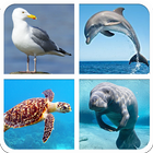 Marine Animal Sounds And Guess icono