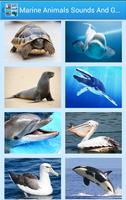 Marine Animal Sounds And Guess Affiche