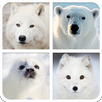 Polar Animals Sounds And Guess APK