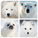Polar Animals Sounds And Guess APK