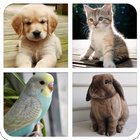 Pet Sounds & Guess The Animal icon