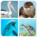 Water Animals Sounds And Guess APK