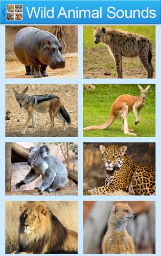 Wild Animals Sounds And Guess APK for Android Download