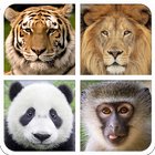 Zoo Animal Sounds And Guess icône
