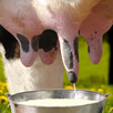 Milk Me APK