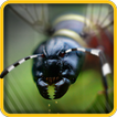 ANT Splat Madness