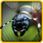 ANT Splat Madness icône
