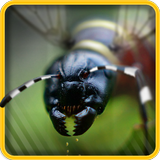 ANT Splat Madness biểu tượng