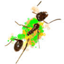 Smash That Ant APK