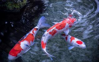 Diy Koi Fish screenshot 2