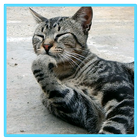 Cats and Words أيقونة