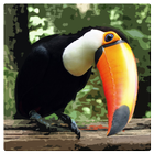 Flappy Toucan 3D icône