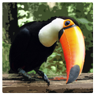 Flappy Toucan 3D иконка