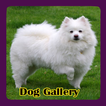 Dog Gallery