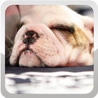 Dog Wallpapers آئیکن
