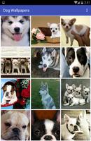 Dog Wallpapers Affiche