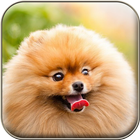 Dog Wallpapers biểu tượng