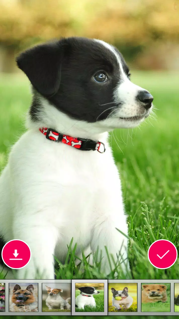 Dog Wallpaper APK for Android Download