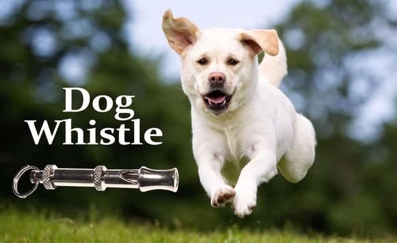 Labrador Dog Barking Sounds Free Download Labrador Dog Barking Sounds Free Download