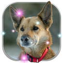 Dogs Wallpapers: Puppy Live Wallpaper Magic Touch APK