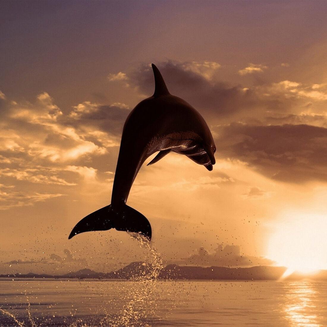Дельфины уплывают в океан слушать. Дельфины. Дельфины в море. Дельфин фото. Природа море.