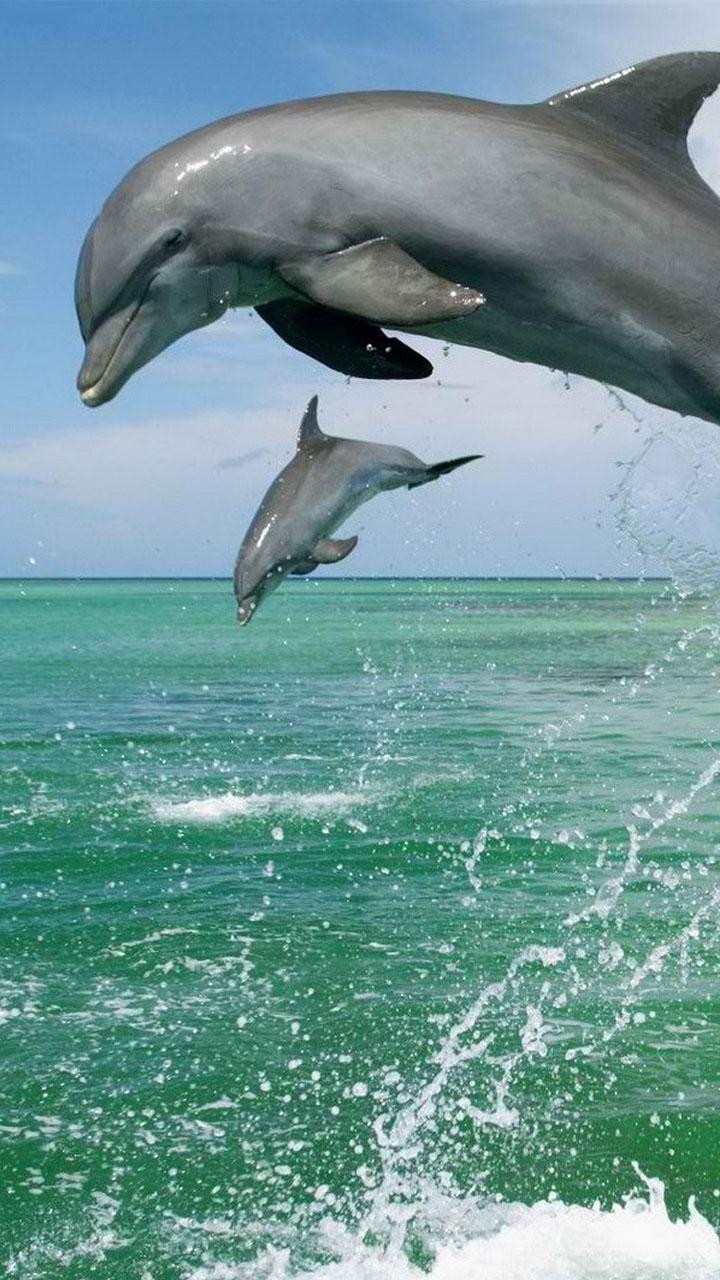 Живая природа дельфины. Дельфины. Живые дельфины. Дельфины в море. Красивые дельфины.