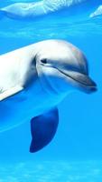 Dolphin Live Wallpaper 海報