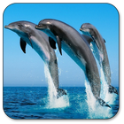 Dolphin Live Wallpaper আইকন