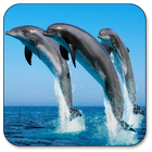 Dolphin Live Wallpaper icon