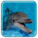 Dolphin Live Wallpaper APK