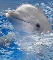 Dolphin Live Wallpaper HD скриншот 2